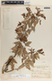 Cavendishia melastomoides image