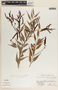 Cavendishia melastomoides image