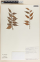 Cavendishia melastomoides image