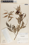 Cavendishia melastomoides image
