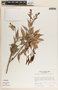 Cavendishia melastomoides image