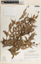 Cavendishia melastomoides image