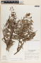 Cavendishia melastomoides image