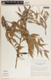 Cavendishia melastomoides image