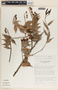 Cavendishia melastomoides image