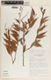 Cavendishia melastomoides image