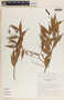 Cavendishia melastomoides image
