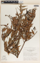 Cavendishia melastomoides image