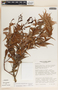 Cavendishia melastomoides image