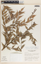 Cavendishia melastomoides image