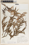 Cavendishia melastomoides image