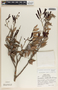 Cavendishia melastomoides image