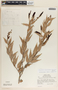 Cavendishia melastomoides image