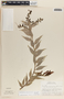 Cavendishia melastomoides image