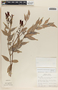 Cavendishia melastomoides image