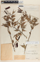 Cavendishia melastomoides image