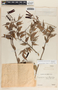 Cavendishia melastomoides image