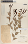 Cavendishia melastomoides image