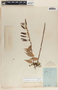 Cavendishia melastomoides image