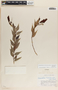 Cavendishia melastomoides image