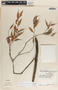 Cavendishia melastomoides image
