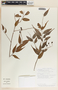 Cavendishia melastomoides image
