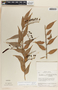 Cavendishia melastomoides image