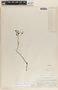 Cavendishia melastomoides image
