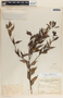 Cavendishia melastomoides image