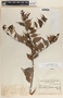 Cavendishia melastomoides image