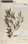 Cavendishia melastomoides image