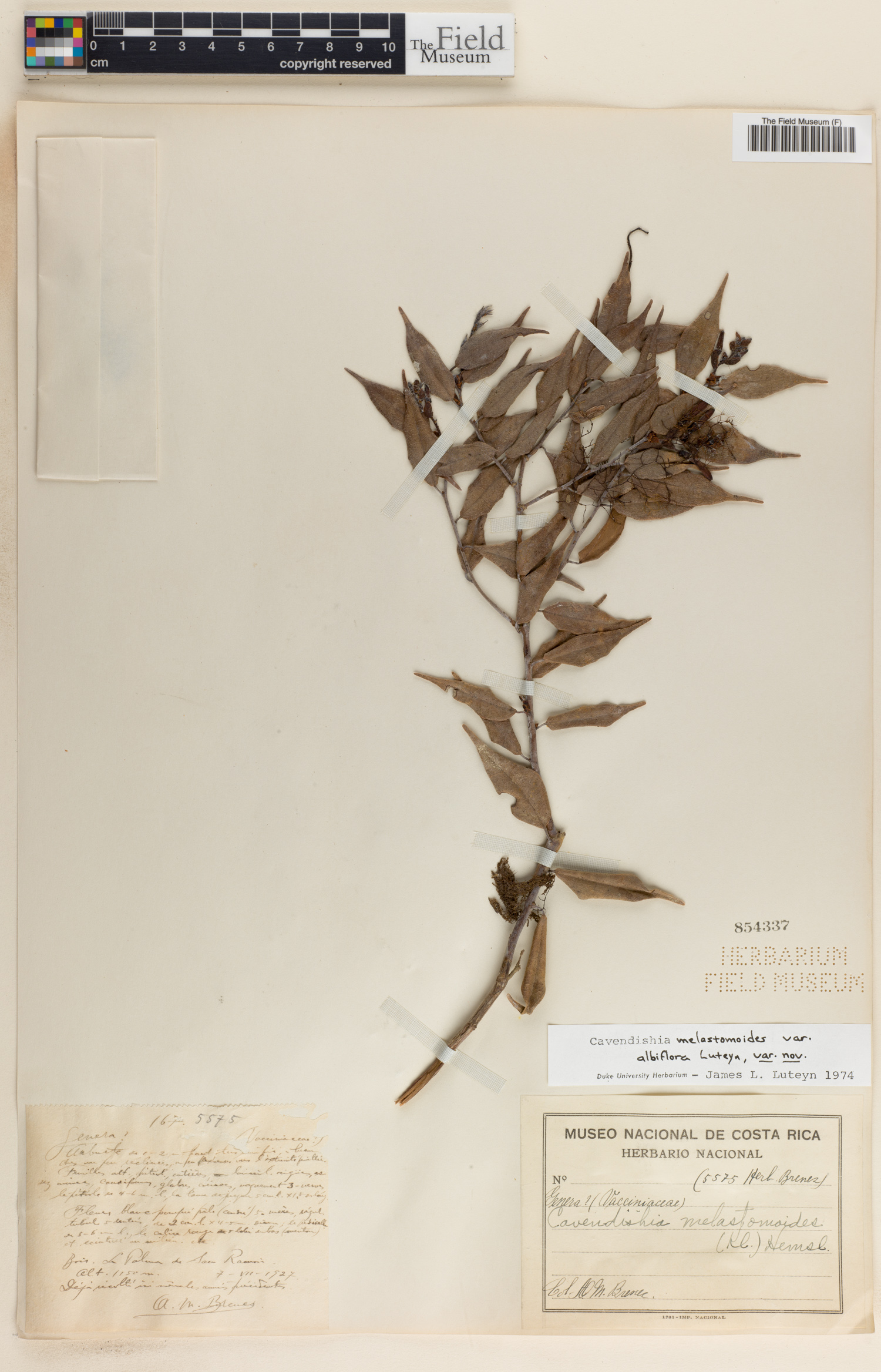 Cavendishia melastomoides image