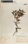Cavendishia melastomoides image
