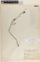 Cavendishia melastomoides image