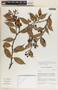 Cavendishia melastomoides image