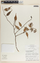Cavendishia melastomoides image