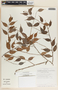 Cavendishia melastomoides image