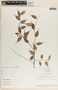 Cavendishia melastomoides image
