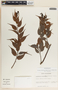 Cavendishia melastomoides image