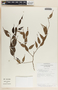 Cavendishia melastomoides image