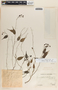Cavendishia melastomoides image