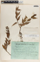 Cavendishia melastomoides image