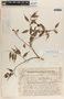 Cavendishia melastomoides image