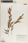 Cavendishia melastomoides image