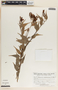 Cavendishia melastomoides image