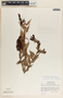 Cavendishia melastomoides image
