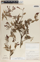 Cavendishia melastomoides image