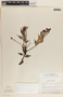Cavendishia melastomoides image