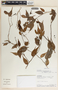 Cavendishia melastomoides image