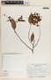 Cavendishia melastomoides image